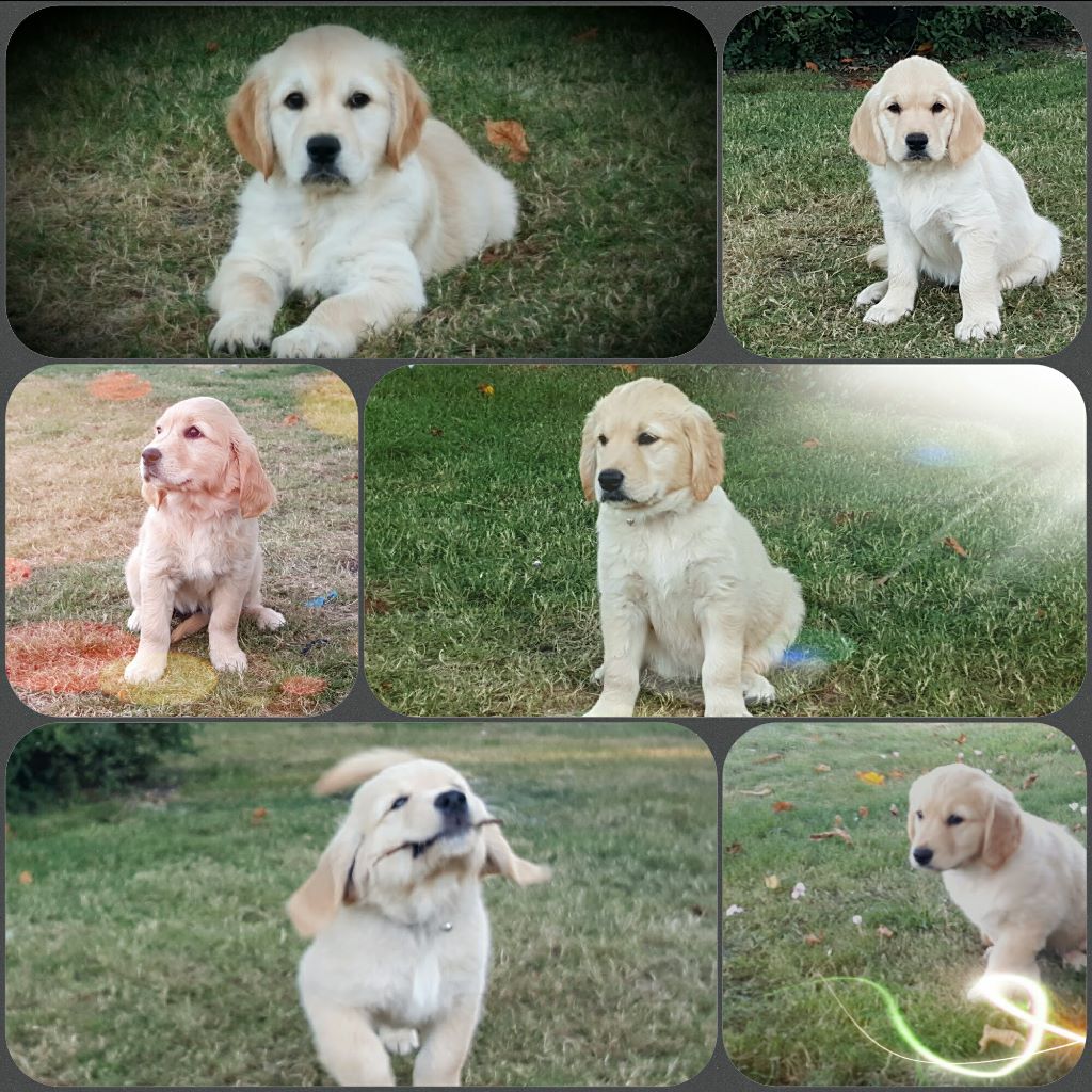 CHIOTS 