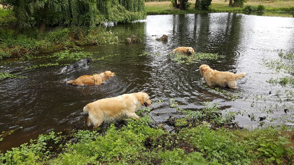 Les chiens de l'élevage