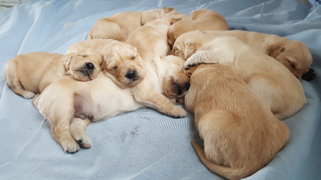Du Domaine Du Léopard D'or - Golden Retriever - Portée née le 14/06/2017