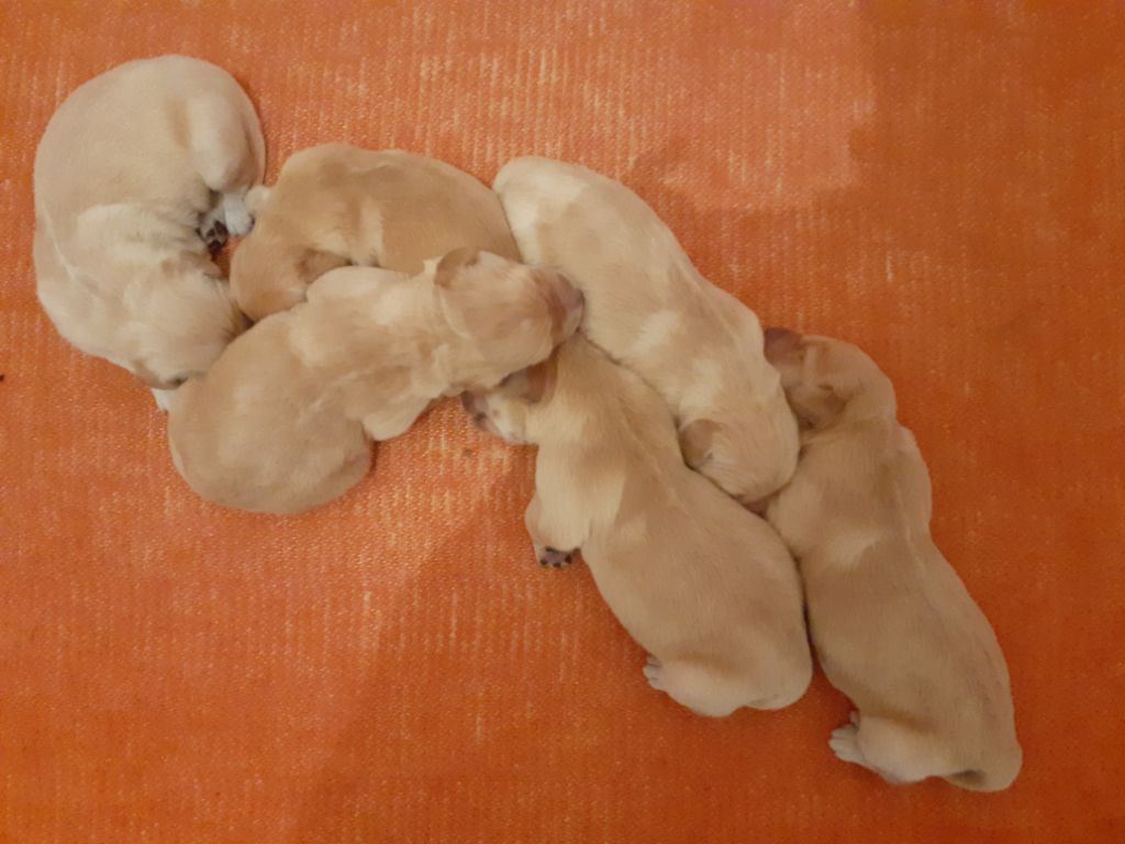 Du Domaine Du Léopard D'or - Golden Retriever - Portée née le 07/09/2019