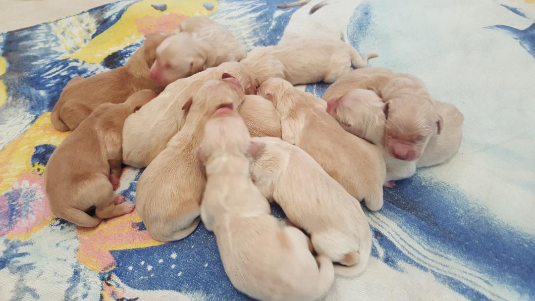 Du Domaine Du Léopard D'or - Golden Retriever - Portée née le 01/08/2018