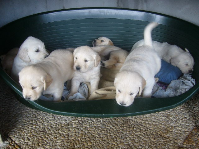 Du Domaine Du Léopard D'or - Golden Retriever - Portée née le 24/03/2011