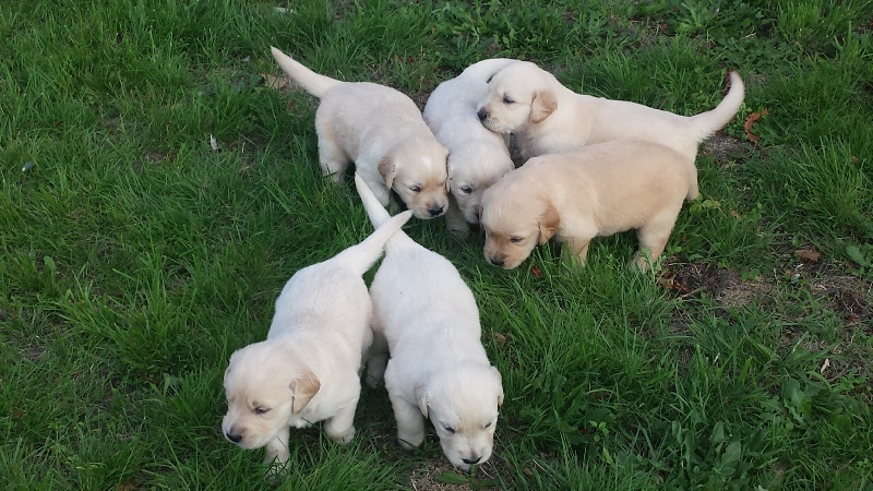 Du Domaine Du Léopard D'or - Golden Retriever - Portée née le 29/07/2015